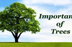 Importance of Trees