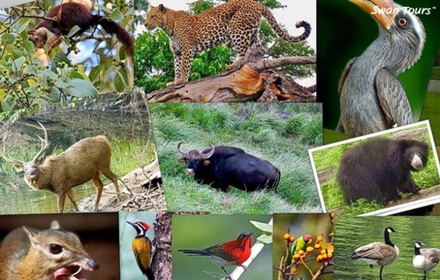 Essay-on-Wildlife-Conservation